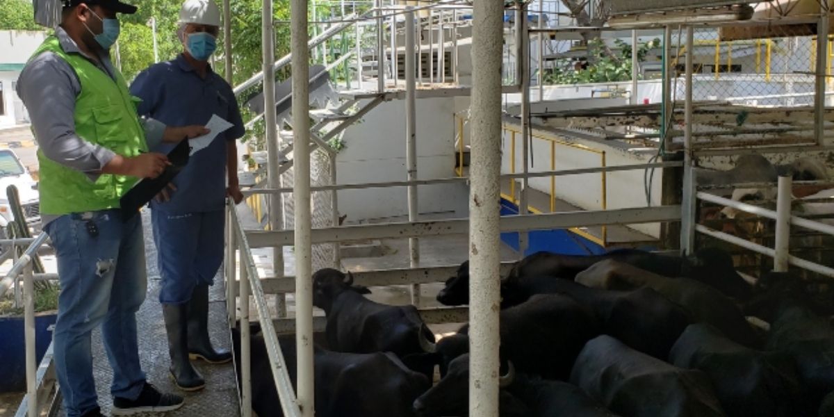 ICA Funcionarios del ICA visitaron la planta de beneficio Pesmar, Frigorodeo, ubicada en Santa Marta.