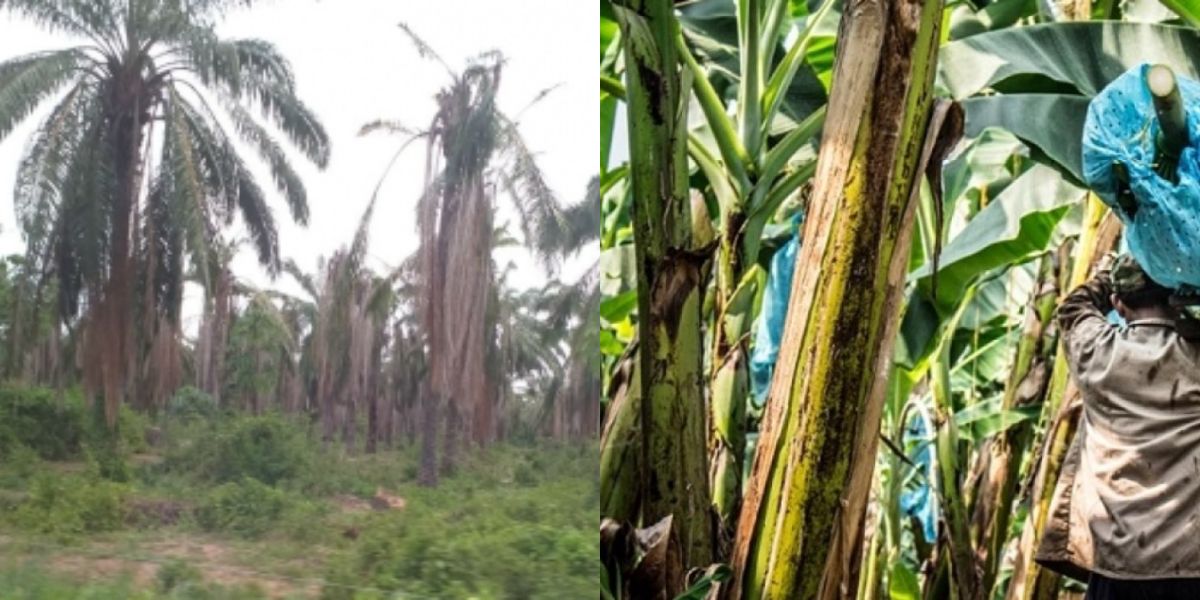 Seguimiento.co Con este proyecto de ley se busca proteger la agricultura nacional.