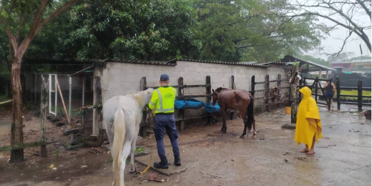 Alcaldía Caballo atendido y rescatado.