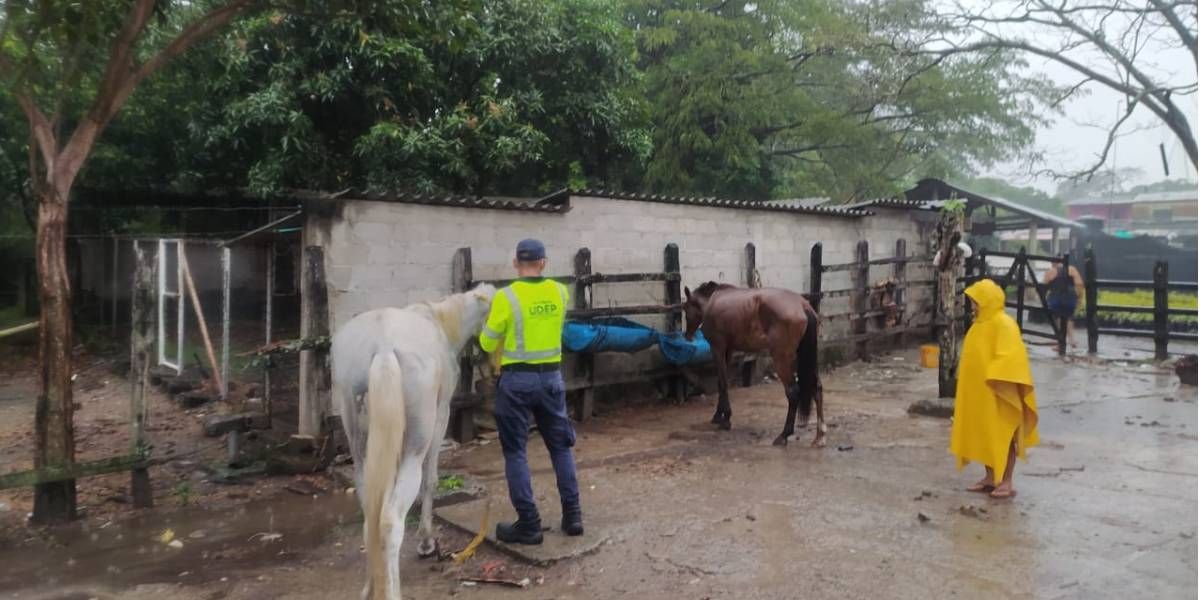 Caballo atendido y rescatado.