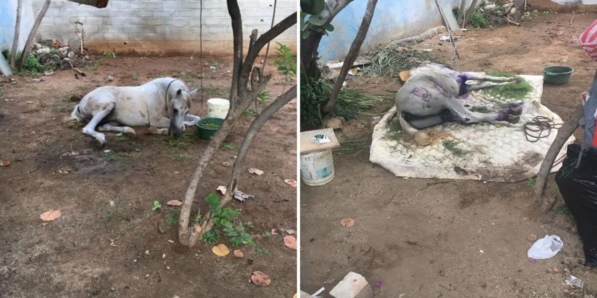 Seguimiento Denuncia ciudadana.