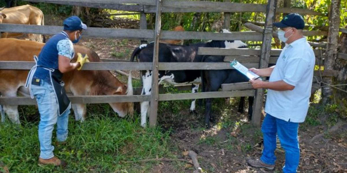 Abren convocatoria para las asociaciones ganaderas.