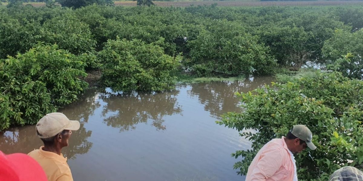 Inundaciones en cultivos en Salamina.