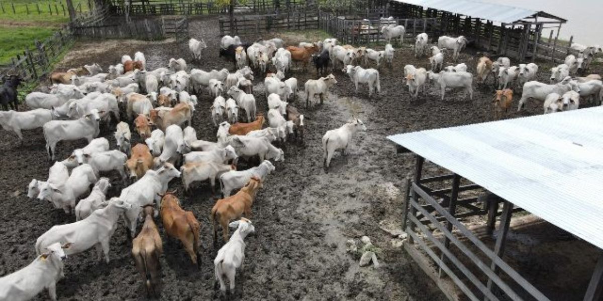 ICA El ICA agiliza los procesos para movilizar animales.