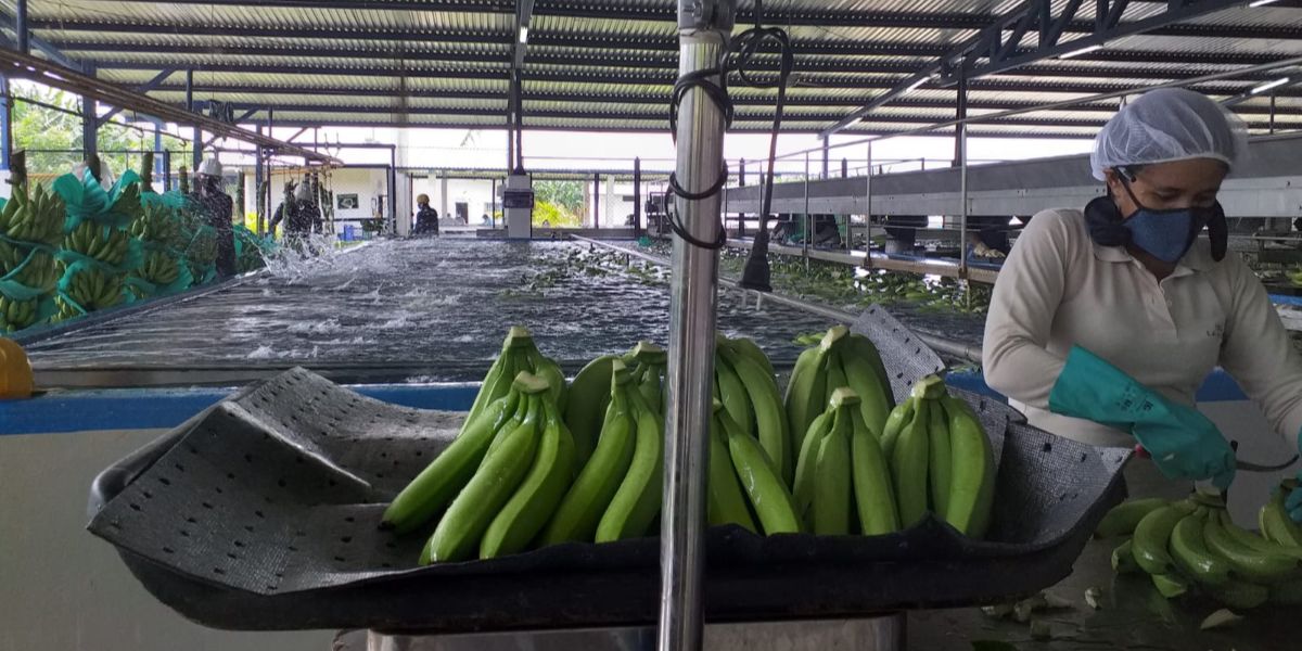 El banano colombiano se consolida en la región de Menasa.