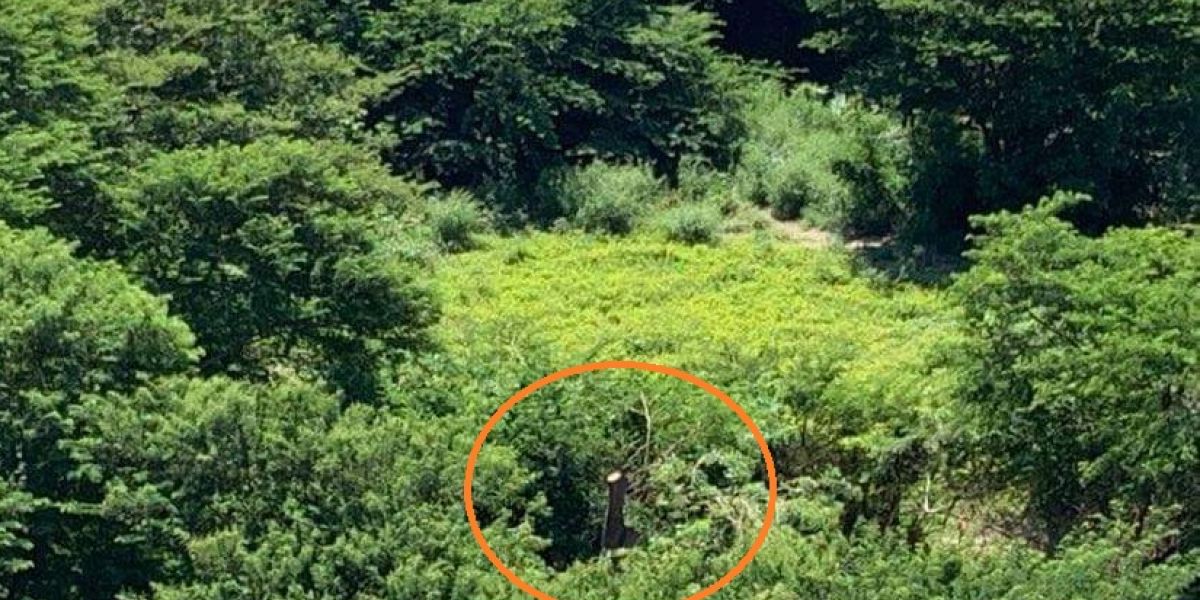 Cortesía Tala indiscriminada en el río Manzanarse.