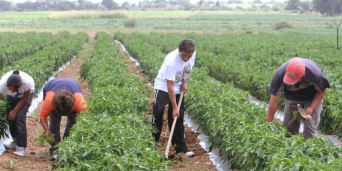 Seguimiento Ley de Insumos Agropecuarios.