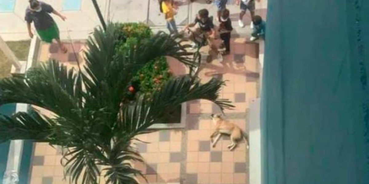 Seguimiento Caso de maltrato animal.