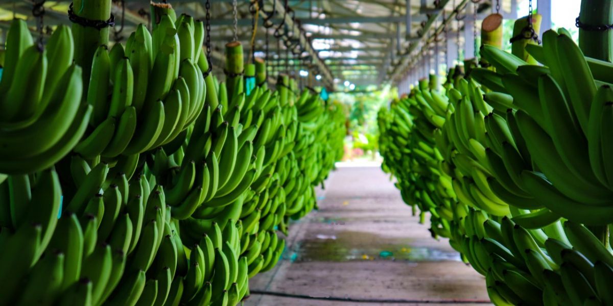 Seguimiento.co Las exportaciones banano a nivel nacional crecieron 0.8% respecto al 2020.