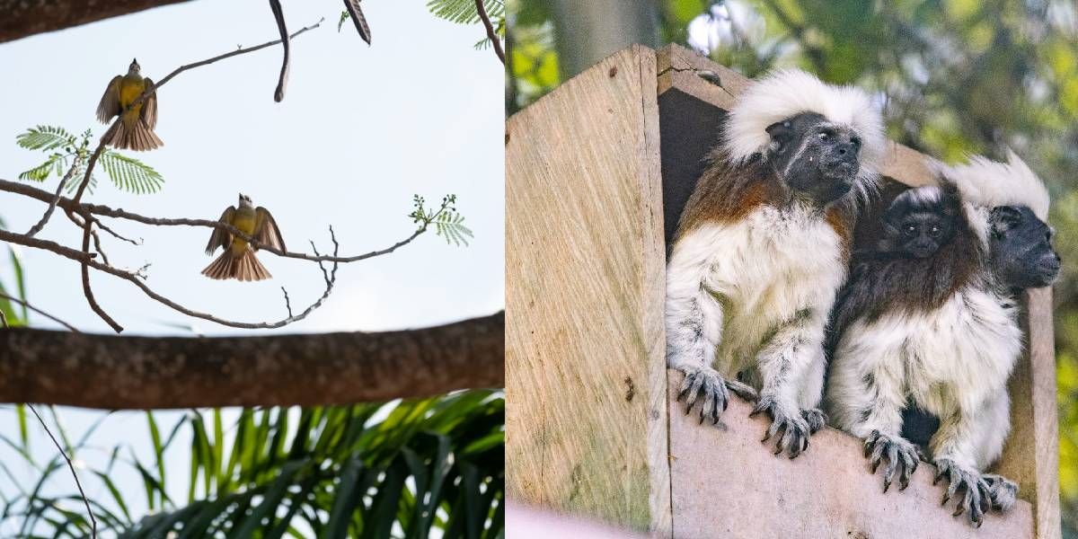 Fauna silvestre colombiana