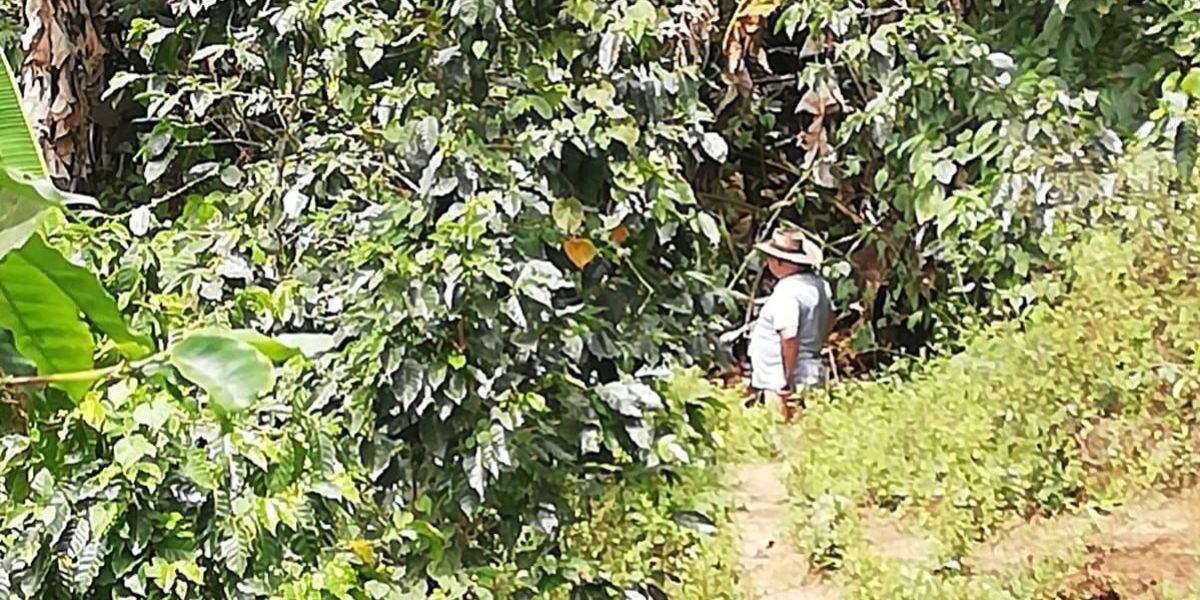 Gremio de Cafeteros. La cosecha está en riesgo porque hay pocos recolectores.
