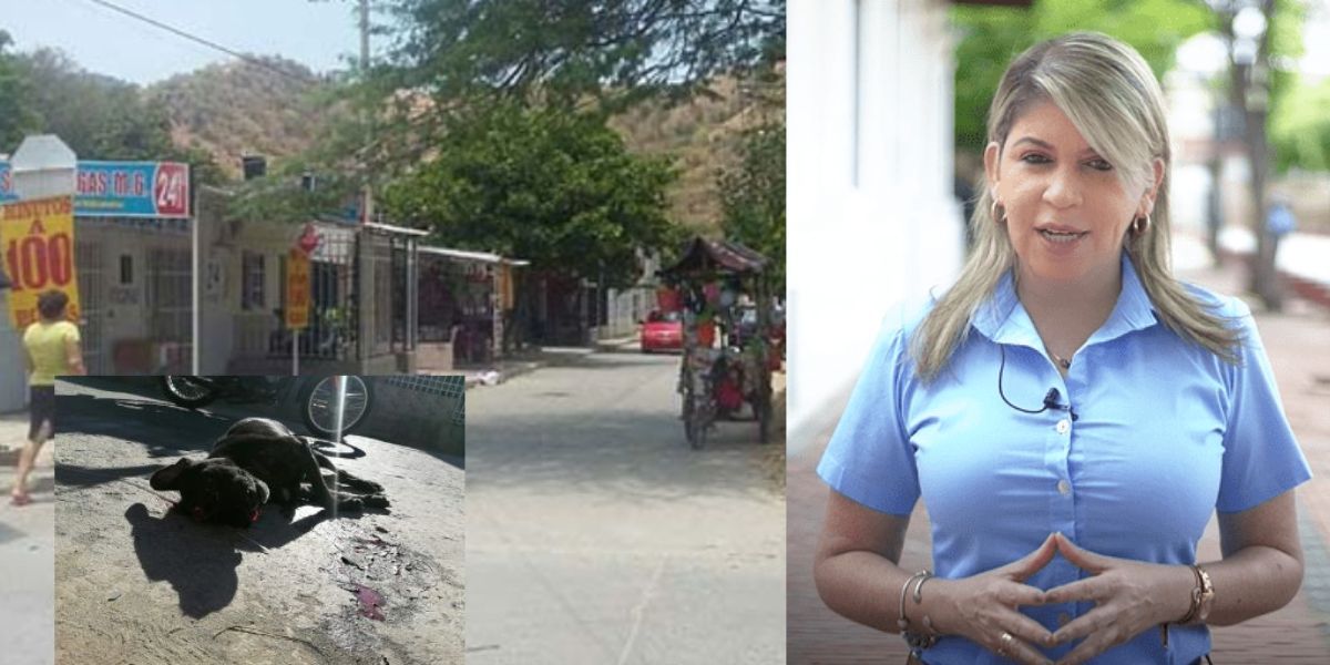 Seguimiento La alcaldesa rechazó estos hechos de maltrato animal.