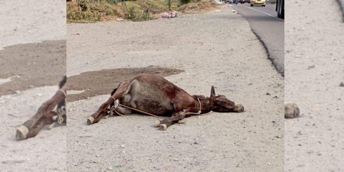 Seguimiento Equino encontrado en Bastidas.
