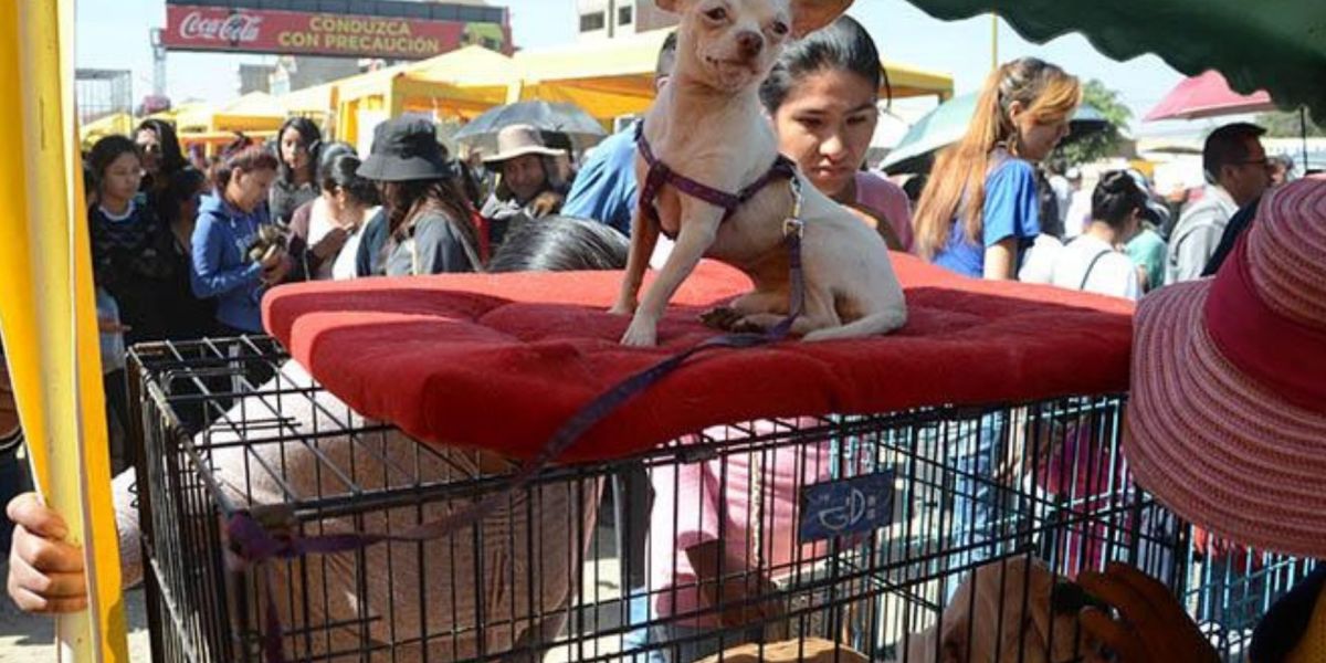 Feria de mascotas.