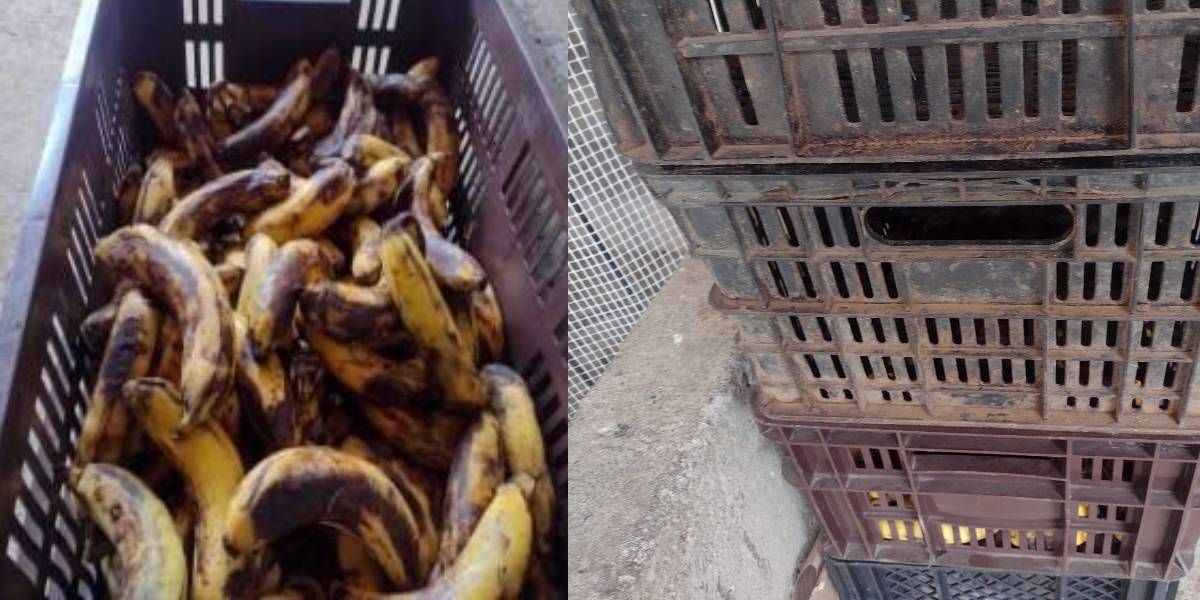 Así son los guineos que reparte en el PAE. 