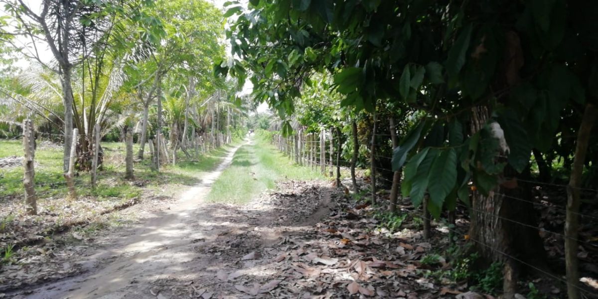 Parte del camino que deben recorrer los estudiantes para llegar a Aracataca. 