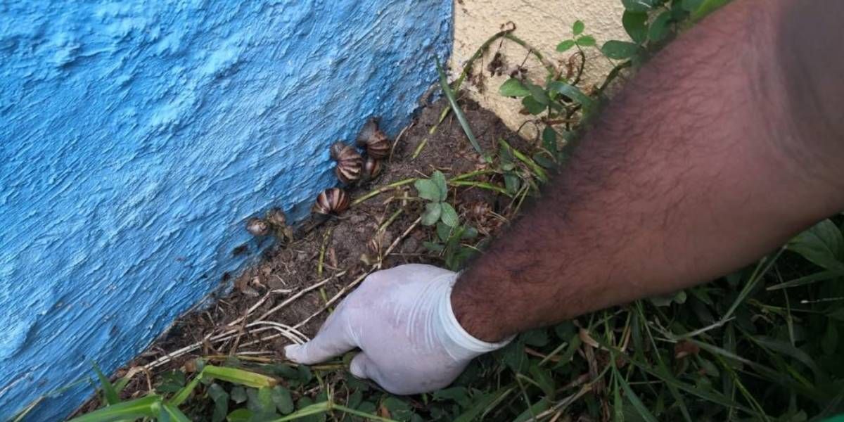 Caracol africano en Santa Marta.