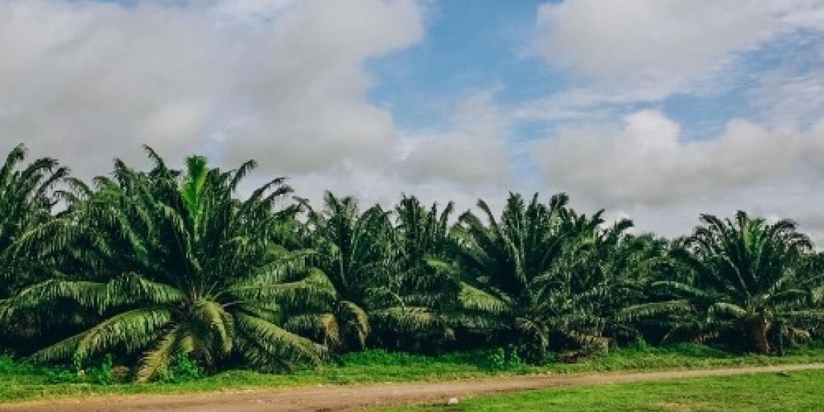 Fedepalma El buen comportamiento de la producción durante 2022 ha permitido atender adecuadamente el mercado interno.