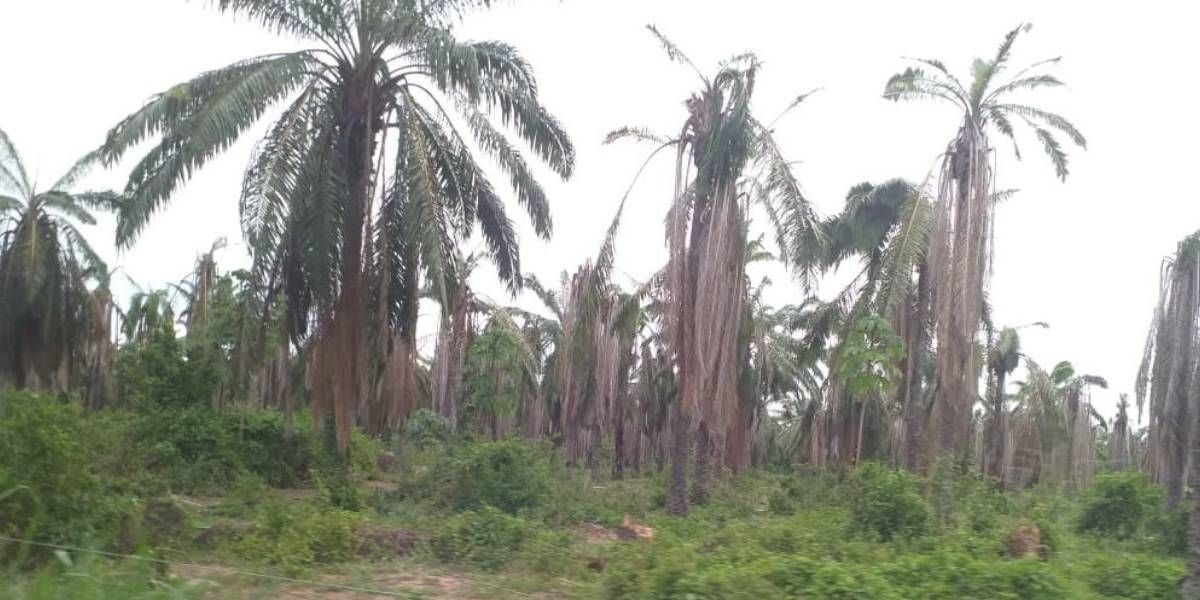 Seguimiento.co El considerable aumento de casos reportados de Pudrición del cogollo, PC, en tres municipios de la Zona Norte generó alerta por parte de Cenipalma.