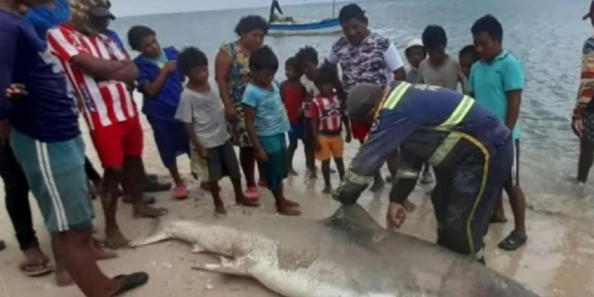 Cortesía Tiburón cazado en la Alta Guajira.