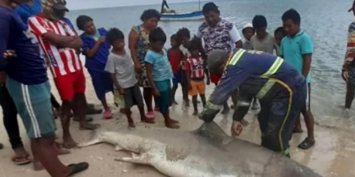 Tiburón cazado en la Alta Guajira.