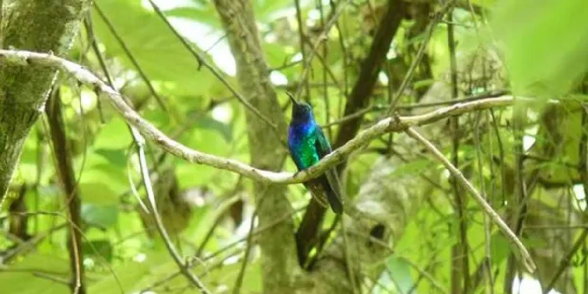 Internet Campylopterus phainopeplus