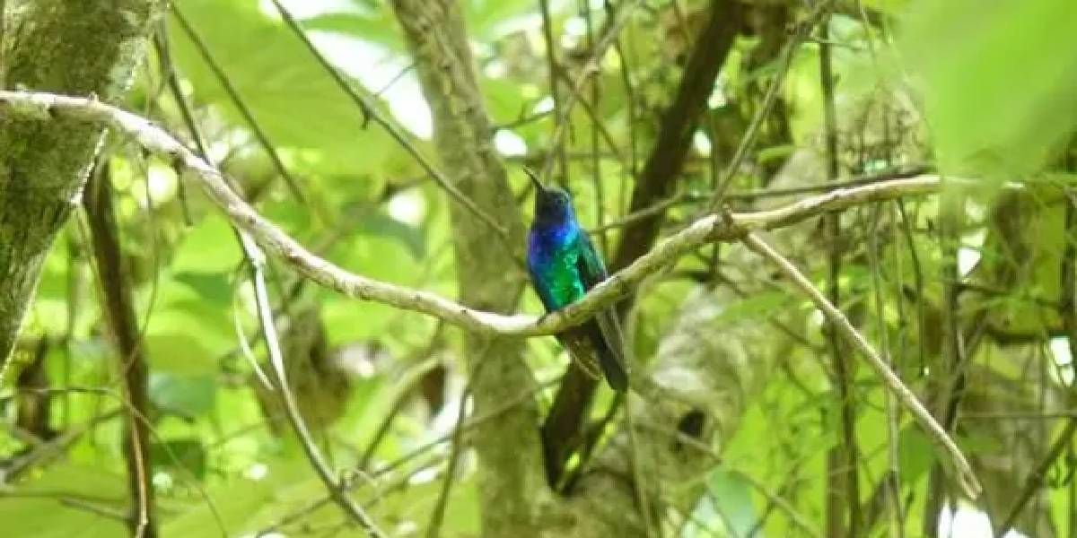 Campylopterus phainopeplus