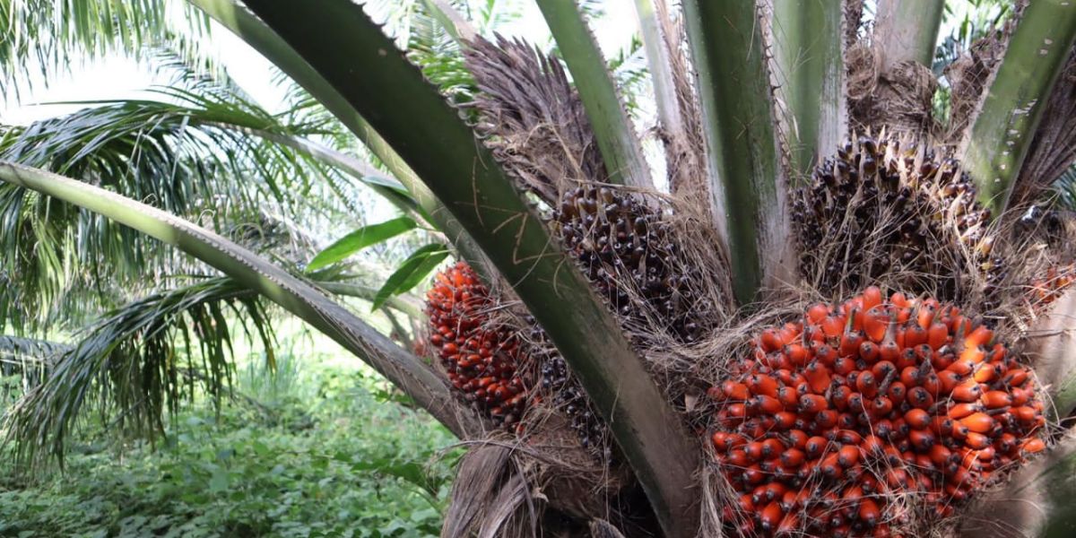 En julio de 2022, 85% de las ventas de aceite de palma se destinaron al mercado local.