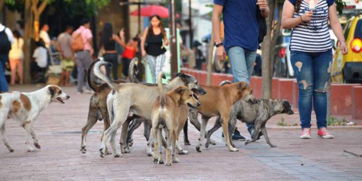 Animales callejeros