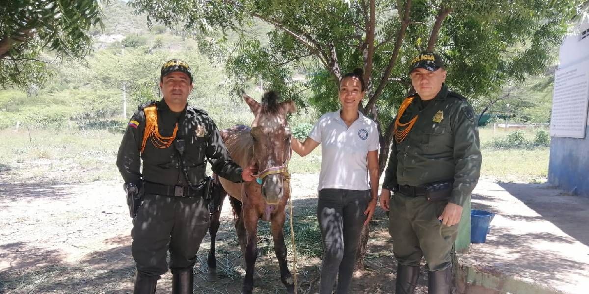 Cortesía Valentín el caballo