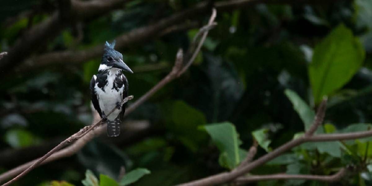 Fauna y flora colombiana