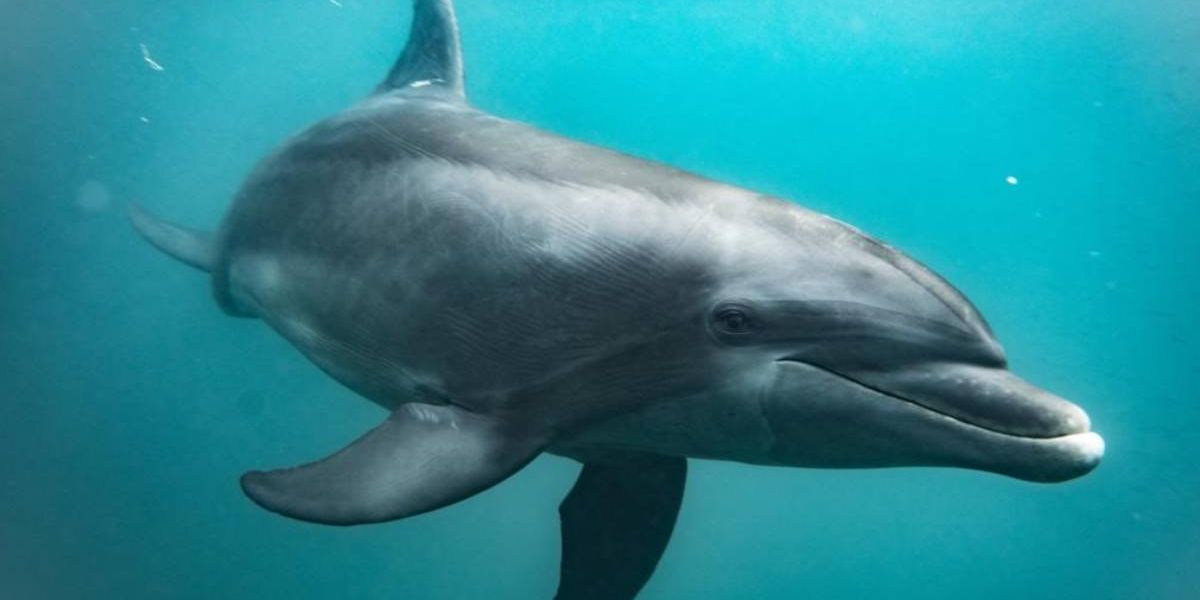 Delfín liberada.