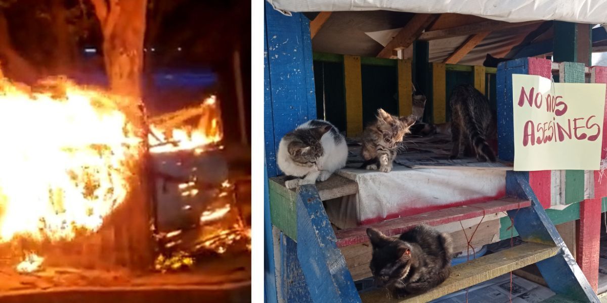 Cortesía Gatitos polideportivo.