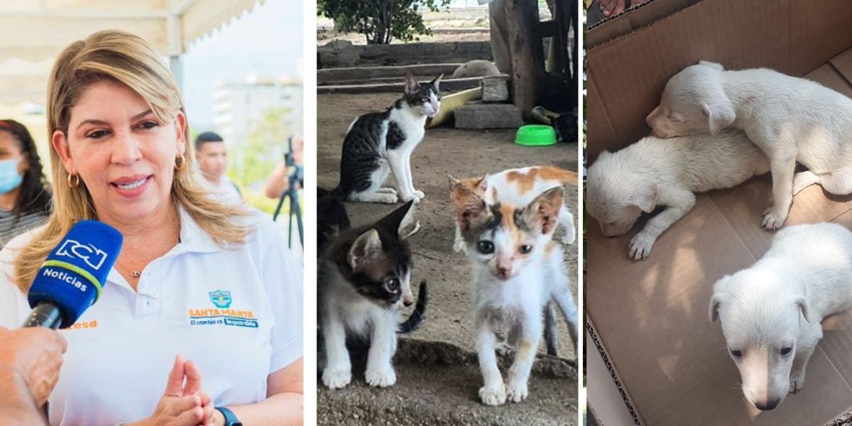 Referencia Tampoco se ha definido cuándo habilitarán el Centro de Bienestar Animal que a través de un fallo, se ordenó construir.