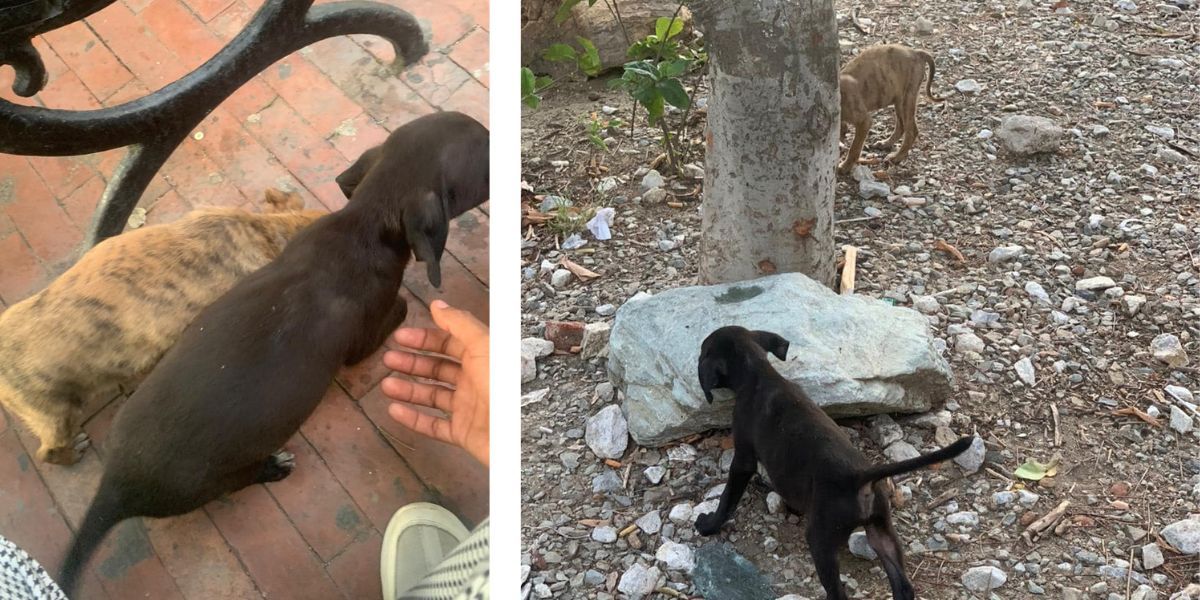 Cortesía Perritos abandonados en el Parque de los Novios.