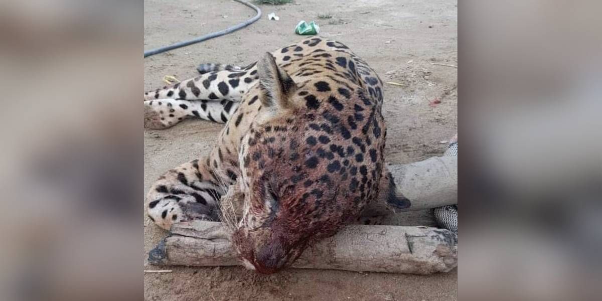 Jaguar asesinado.