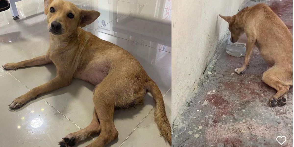 Cortesía Bimbi, un perrito amoroso y con una esperanza de vida