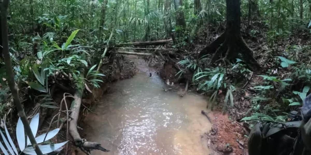 Infobae Imagen de contexto / selva del Guaviare.