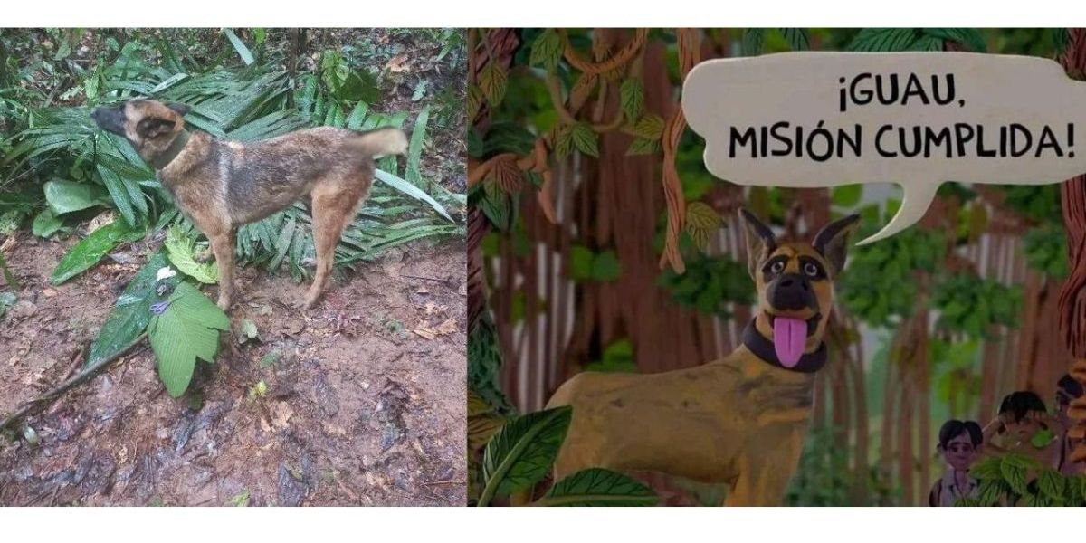 Twitter @Wilson_Suaza_/ @Fuerzas Militares Wilson, el perro desaparecido en la selva