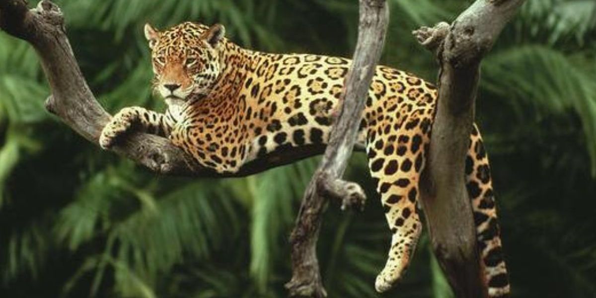 ‘En la piel del jaguar’: la campaña para salvar a esta especie en Colombia
