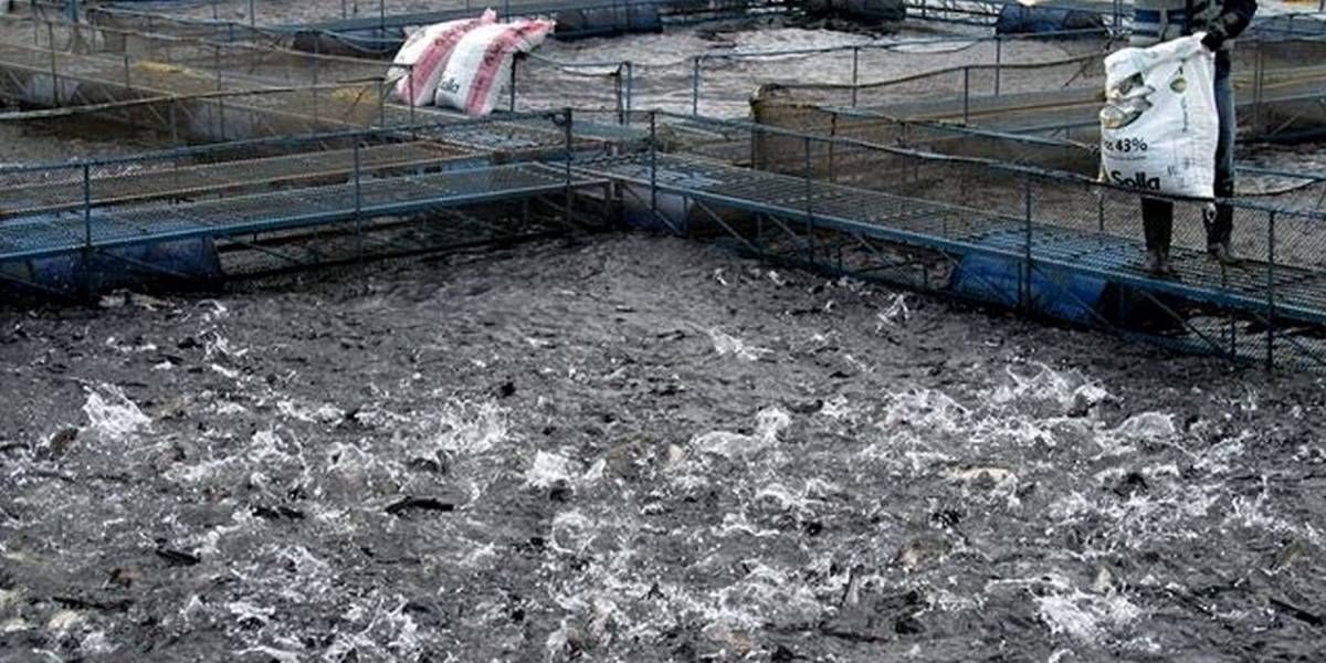 ICA Imagen de referencia.