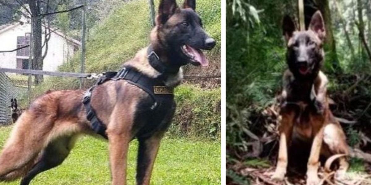 Cortesía Wilson, el perrito del Ejército Nacional