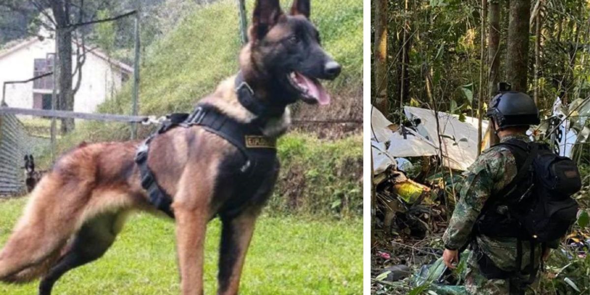 Wilson, el perrito del Ejército Nacional