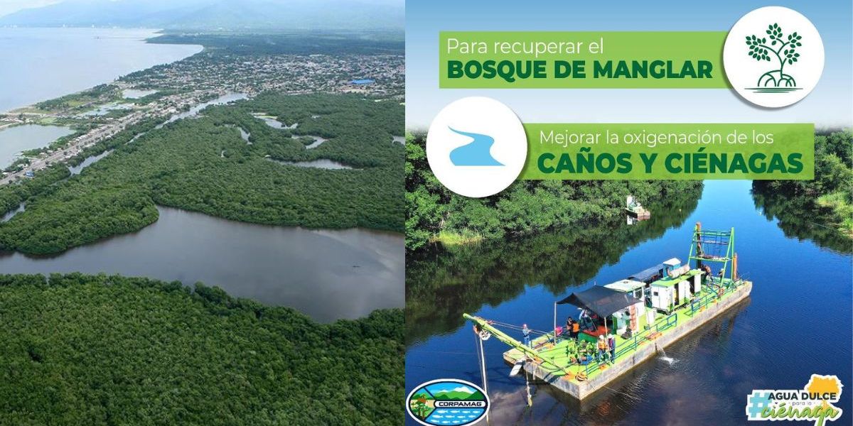 Corpamag ha intervenido caños y ríos para recuperar la Ciénaga Grande de Santa Marta