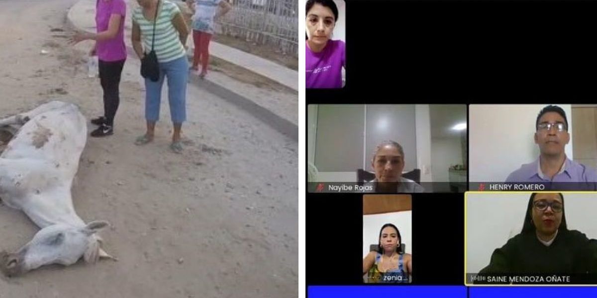 Cortesía Así lo denunciaron animalistas