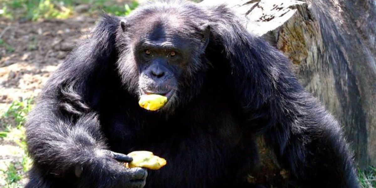 El Colombiano Imputan por maltrato animal agravado al cuidador de los Pancho y Chita en Pereira.
