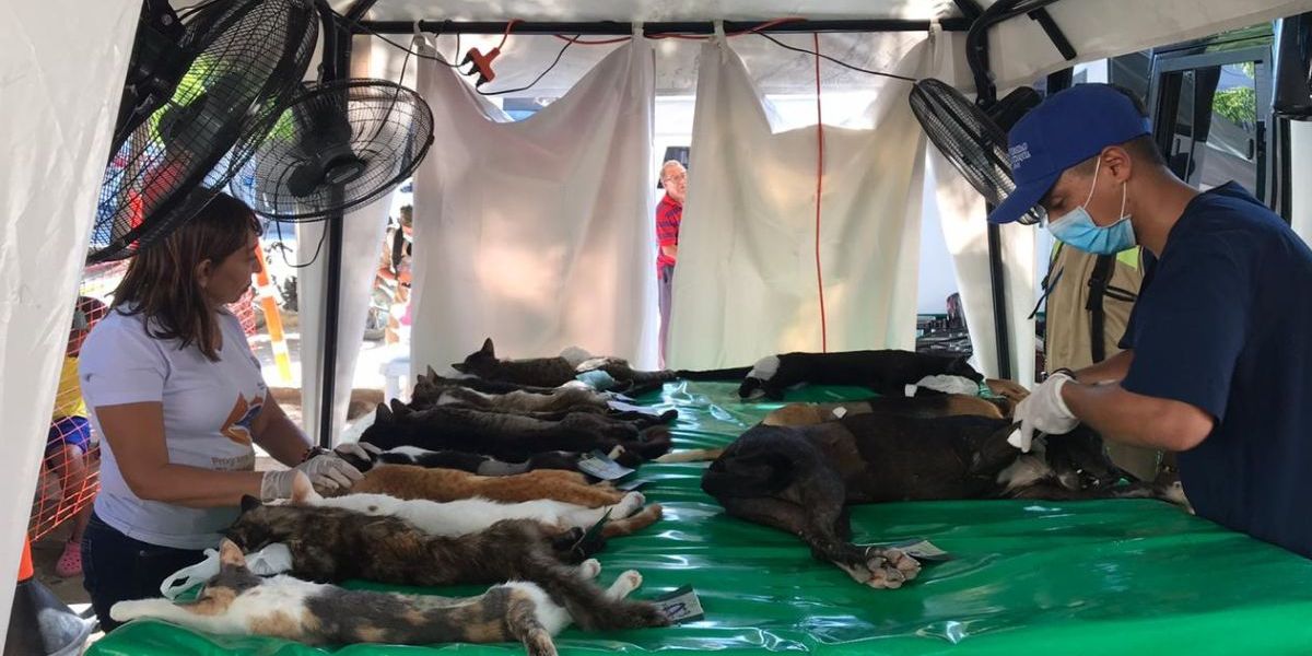 Esterilización de perros y gatos en Santa Marta