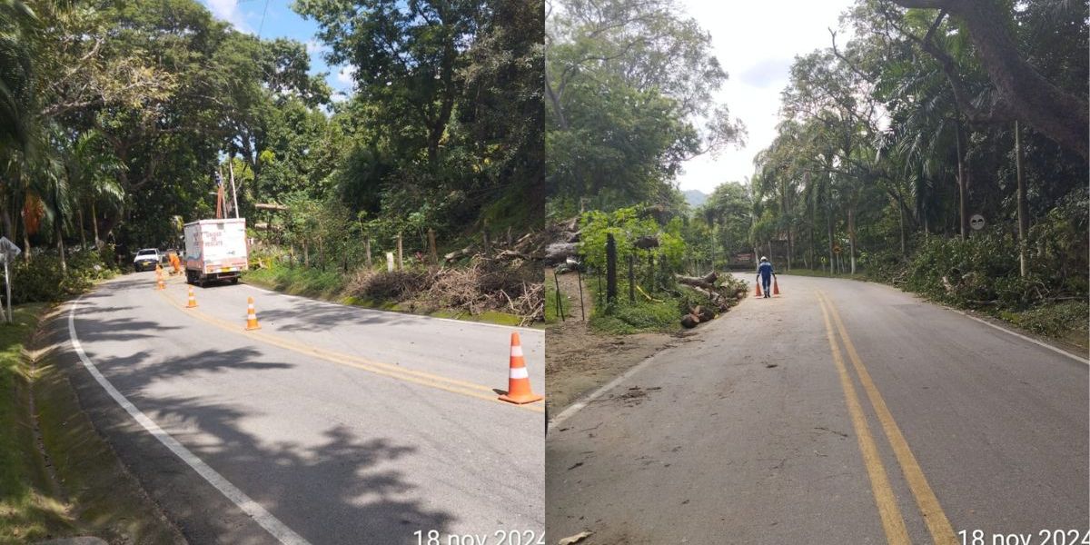 Vía a Minca fue afectada por la caída de un árbol. 