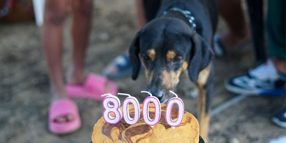 Cortesía A noviembre de este año, la Alcaldía logró las 8.000 esterilizaciones a perros y gatos en el Distrito.