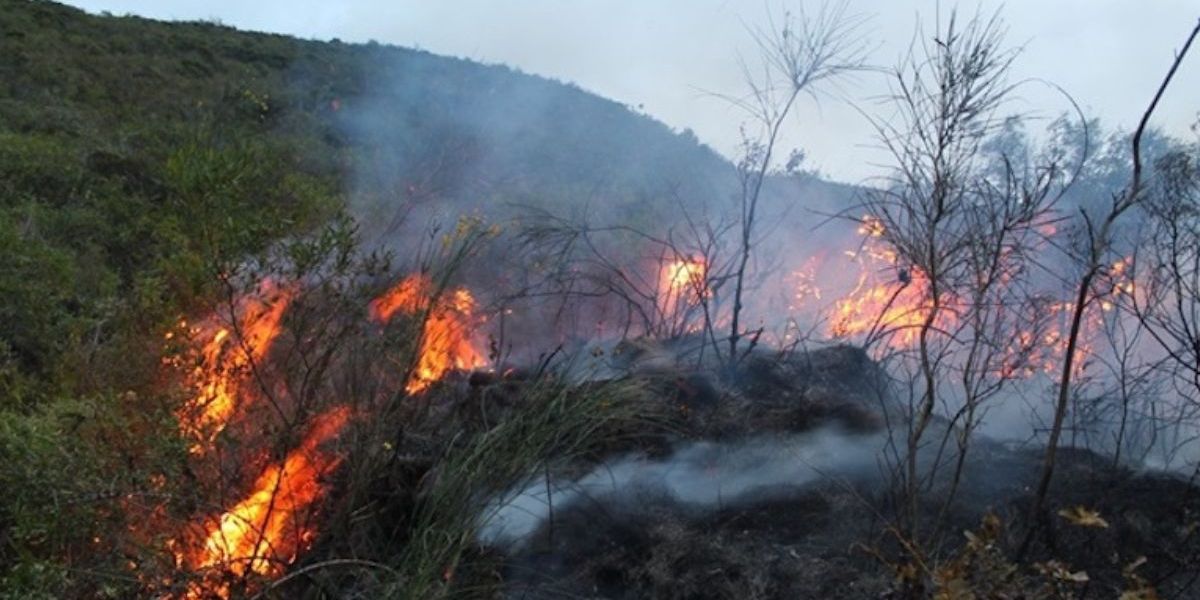 Cortesía Incendio forestal
